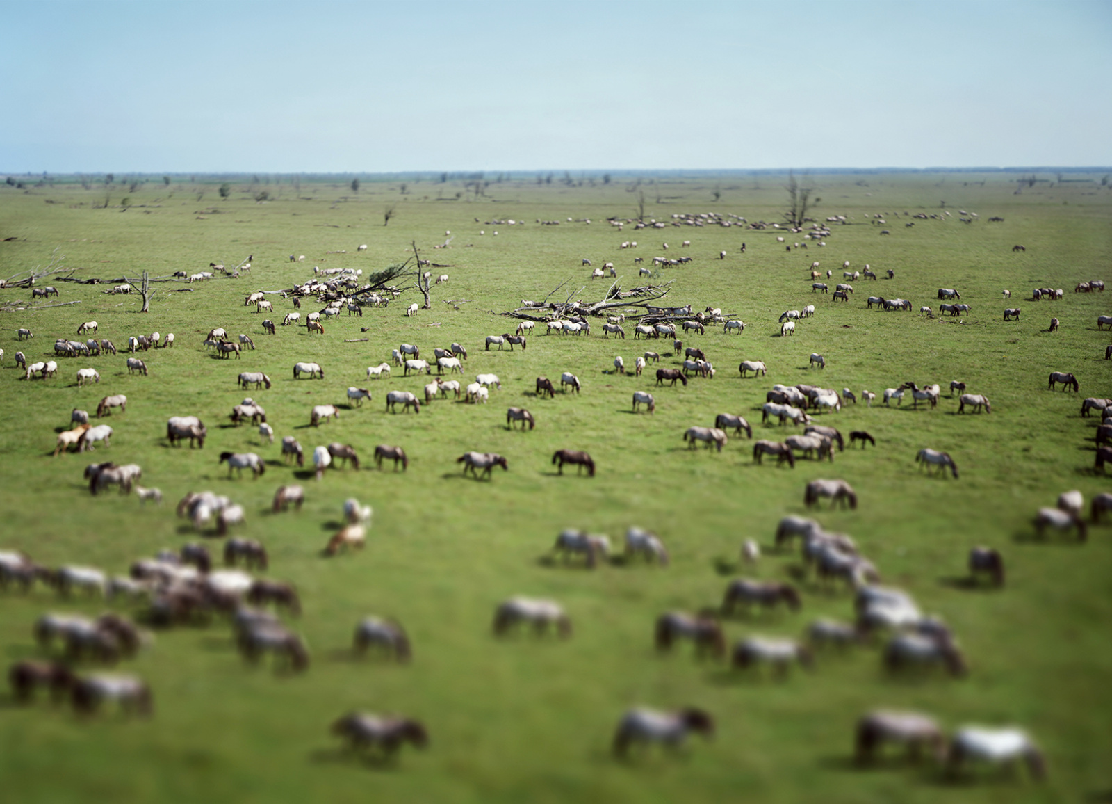 Konik horses Oostvaarder marshes